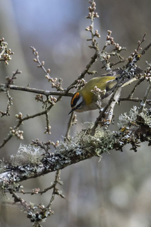 <i>Regulus ignicapilla</i>  © Stéphane Russo