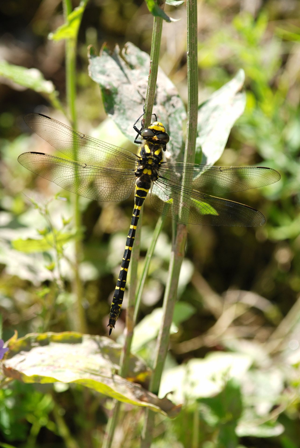 <i>Cordulegaster boltonii</i>  © Ludovic Jouve