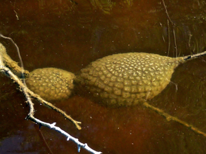 <i>Pectinatella magnifica</i>  © Patrice Notteghem