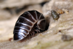 <i>Glomeris marginata</i>  © Christophe Quintin
