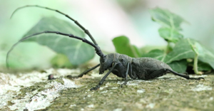 <i>Morimus asper</i>  © Georges Bédrines