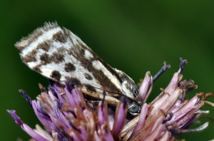 <i>Acontia trabealis</i>  © Christophe Quintin