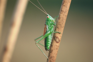 <i>Conocephalus dorsalis</i>  © Olivier Bardet