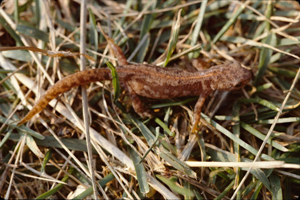 <i>Ichthyosaura alpestris</i>  © Robert Guyetant