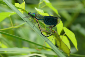 <i>Calopteryx splendens</i>  © Alexandre Ruffoni