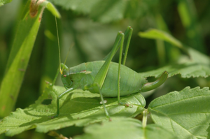 <i>Isophya pyrenaea</i>  © Olivier Bardet