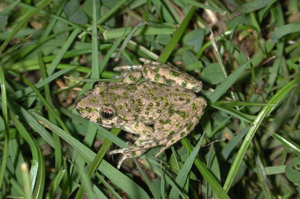 <i>Pelodytes punctatus</i>  © Nicolas Varanguin