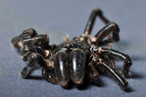 <i>Atypus affinis</i>  © Christophe Quintin