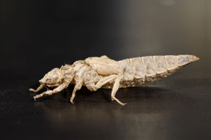 <i>Stylurus flavipes</i>  © Alexandre Ruffoni