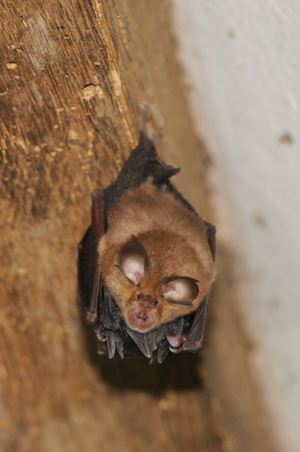 <i>Rhinolophus hipposideros</i>  © Ludovic Jouve