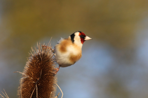 <i>Carduelis carduelis</i>  © Georges Bédrines