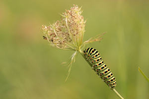 <i>Papilio machaon</i>  © Alexandre Ruffoni