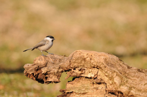 <i>Poecile palustris</i>  © Ludovic Jouve