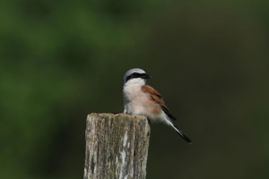 <i>Lanius collurio</i>  © Georges Bédrines