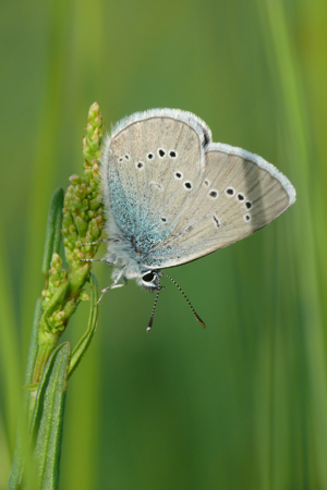 <i>Cyaniris semiargus</i>  © Alexandre Ruffoni