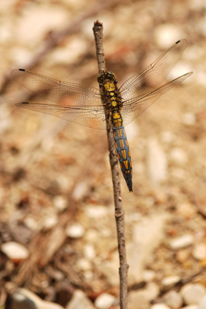 <i>Orthetrum cancellatum</i>  © Ludovic Jouve