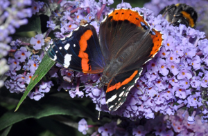 <i>Vanessa atalanta</i>  © Christophe Quintin