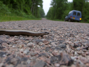 <i>Anguis fragilis</i>  © Nicolas Varanguin