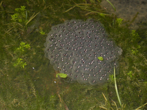 <i>Rana dalmatina</i>  © Nicolas Varanguin