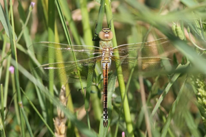 <i>Hemianax ephippiger</i>  © Georges Bédrines