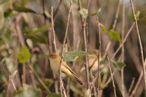 <i>Phylloscopus collybita</i>  © Ludovic Jouve