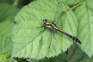 <i>Gomphus vulgatissimus</i>  © Alexandre Ruffoni