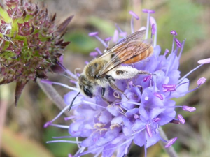 <i>Andrena marginata</i>  © Emmanuelle Thomas