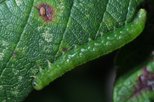 <i>Pristiphora pallidiventris</i>  © Christophe Quintin