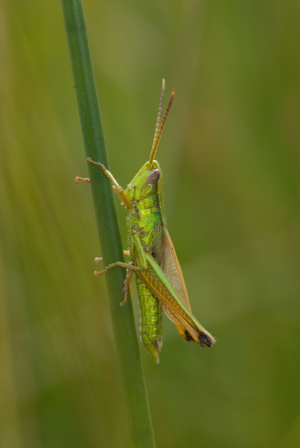 <i>Chrysochraon dispar</i>  © Olivier Bardet