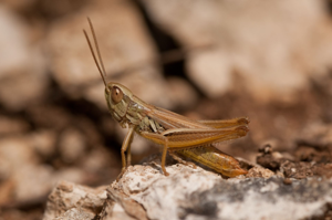 <i>Euchorthippus declivus</i>  © Olivier Bardet