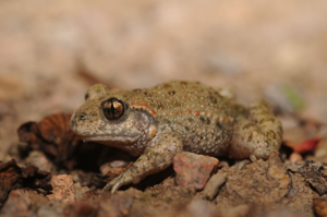 <i>Alytes obstetricans</i>  © Ludovic Jouve