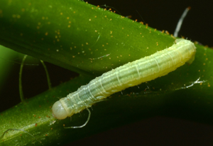 <i>Operophtera brumata</i>  © Christophe Quintin