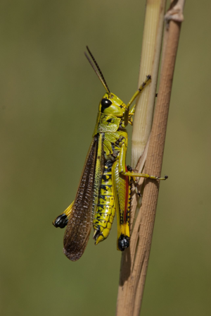 <i>Stethophyma grossum</i>  © Olivier Bardet