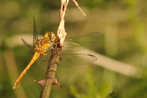 <i>Sympetrum meridionale</i>  © Ludovic Jouve