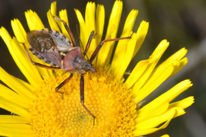 <i>Rhynocoris erythropus</i>  © Christophe Quintin