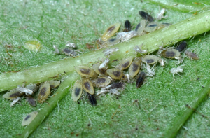 <i>Anoecia corni</i>  © Christophe Quintin