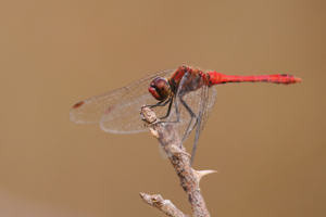 <i>Sympetrum sanguineum</i>  © Ludovic Jouve