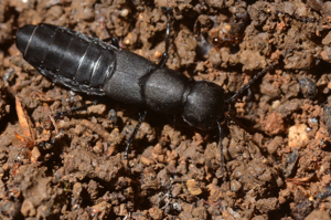 <i>Ocypus olens</i>  © Christophe Quintin