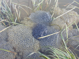 <i>Rana temporaria</i>  © Nicolas Varanguin