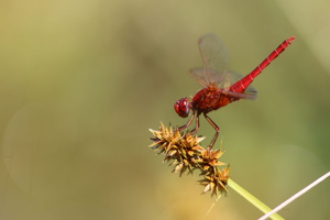 <i>Crocothemis erythraea</i>  © Alexandre Ruffoni