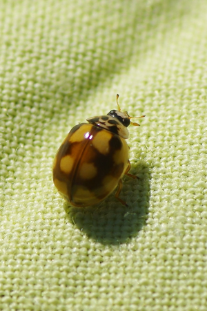 <i>Adalia decempunctata</i>  © David Cousson