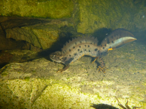 <i>Triturus cristatus</i>  © Nicolas Varanguin