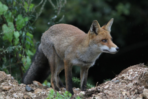 <i>Vulpes vulpes</i>  © Georges Bédrines