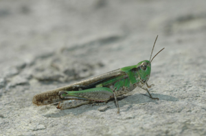 <i>Aiolopus thalassinus</i>  © Olivier Bardet