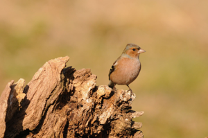 <i>Fringilla coelebs</i>  © Ludovic Jouve