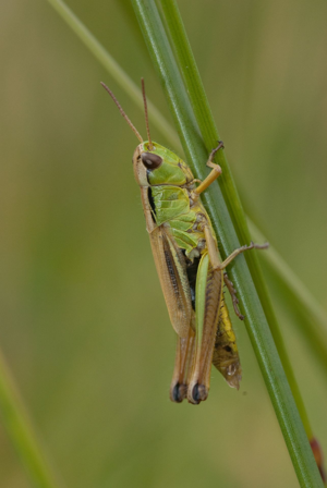 <i>Pseudochorthippus montanus</i>  © Olivier Bardet