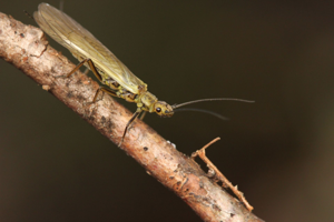 <i>Isoperla ambigua</i>  © Alexandre Ruffoni