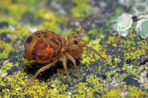 <i>Dicyrtomina ornata</i>  © Christophe Quintin