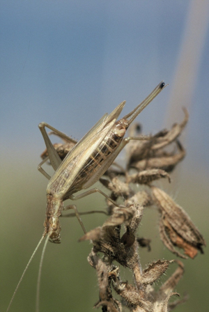 <i>Oecanthus pellucens</i>  © Olivier Bardet