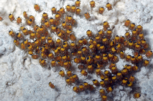 <i>Araneus diadematus</i>  © Christophe Quintin